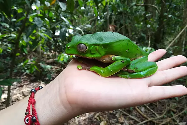 Amazon lodge15