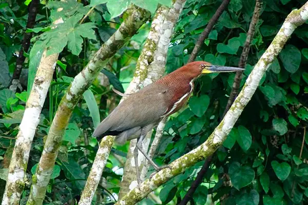 Amazon lodge18