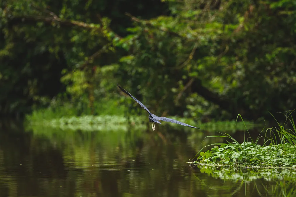 amazonas en peru